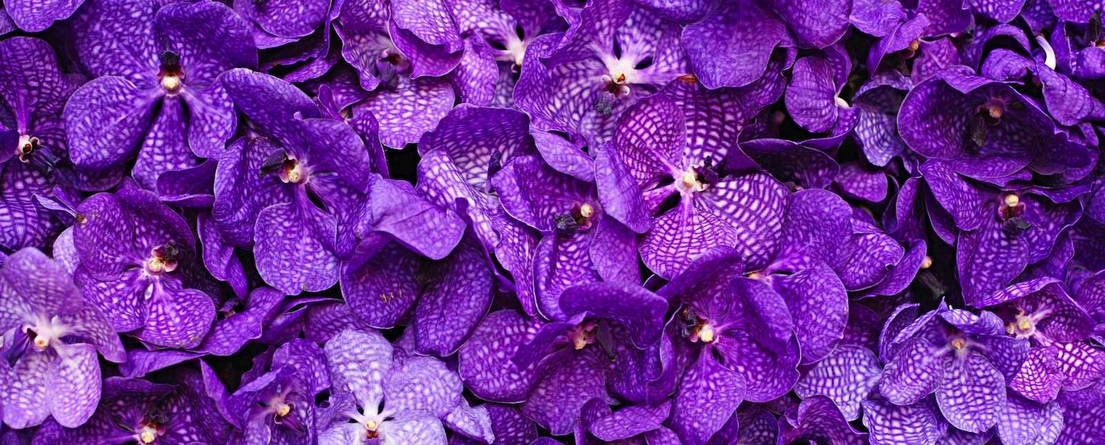 Hawaiian Flowers, Leis, Hawaiian Gift Baskets,Loose Orchid Blooms