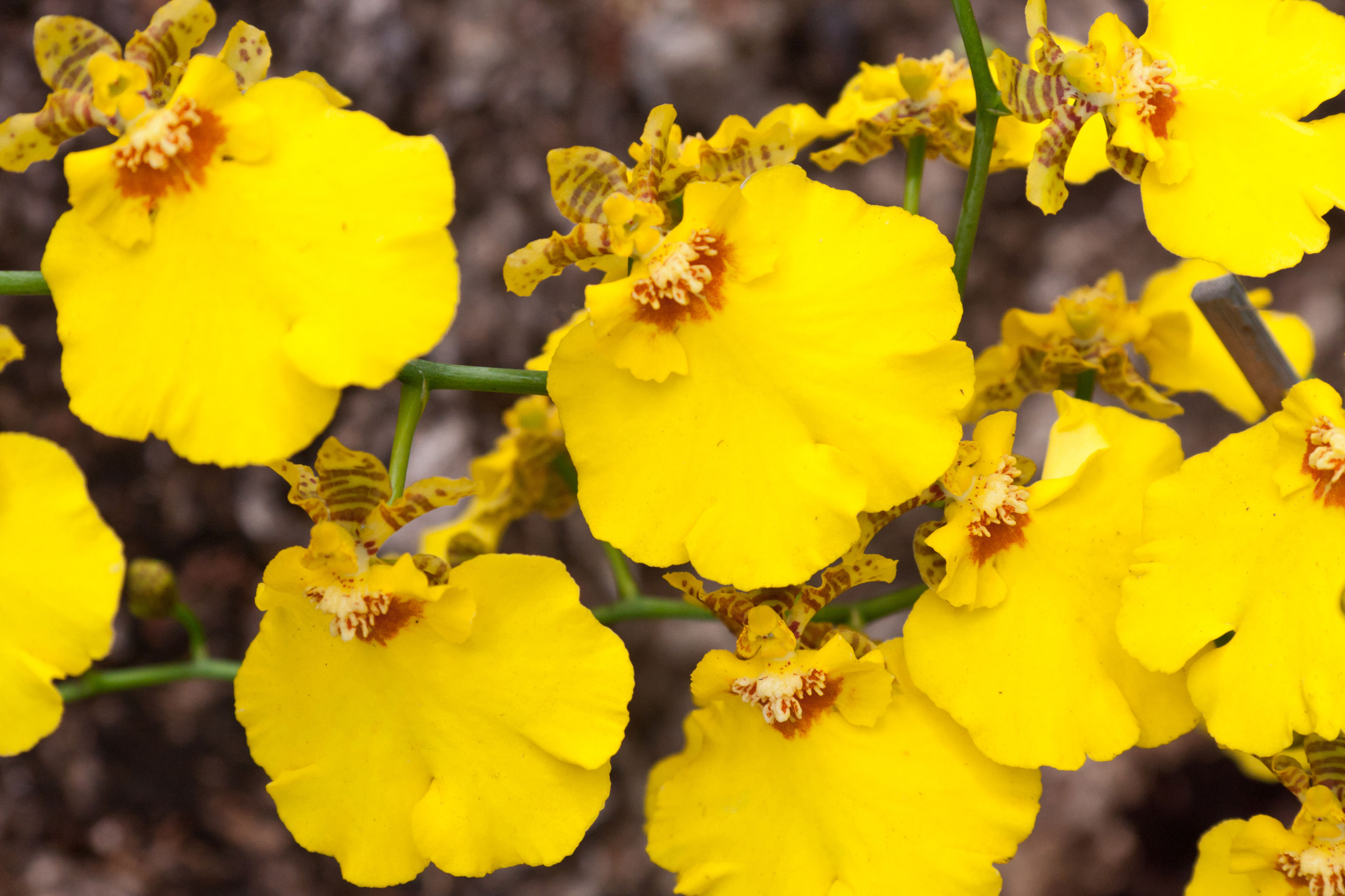 Hawaiian Exotic Orchids Free Shipping