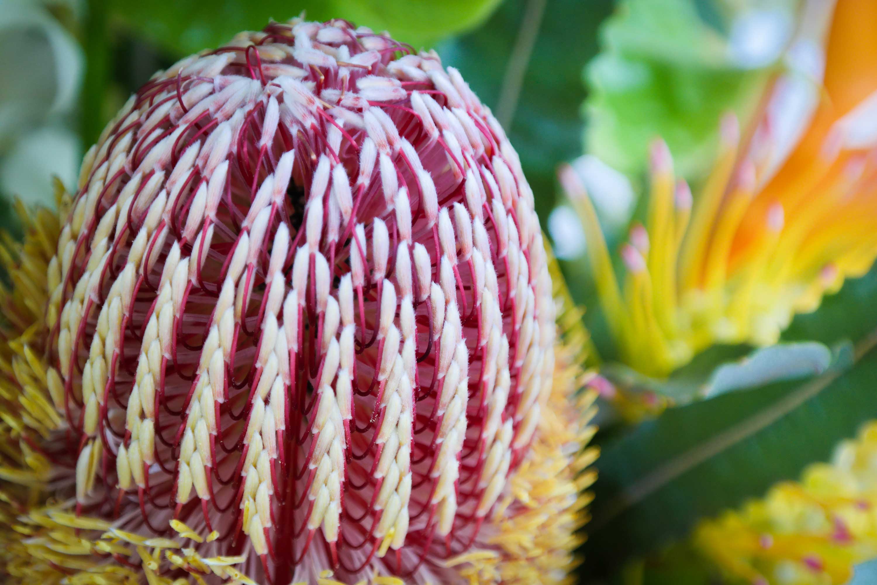 Banksia Flowers from Maui