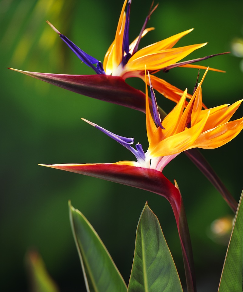 crane flower bird of paradise in bloom