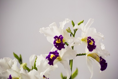 Orchid cattleya white with purple lip