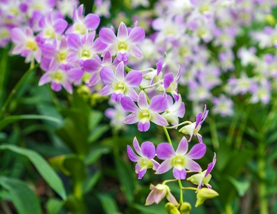 Lavender dendrobium orchid in bloom
