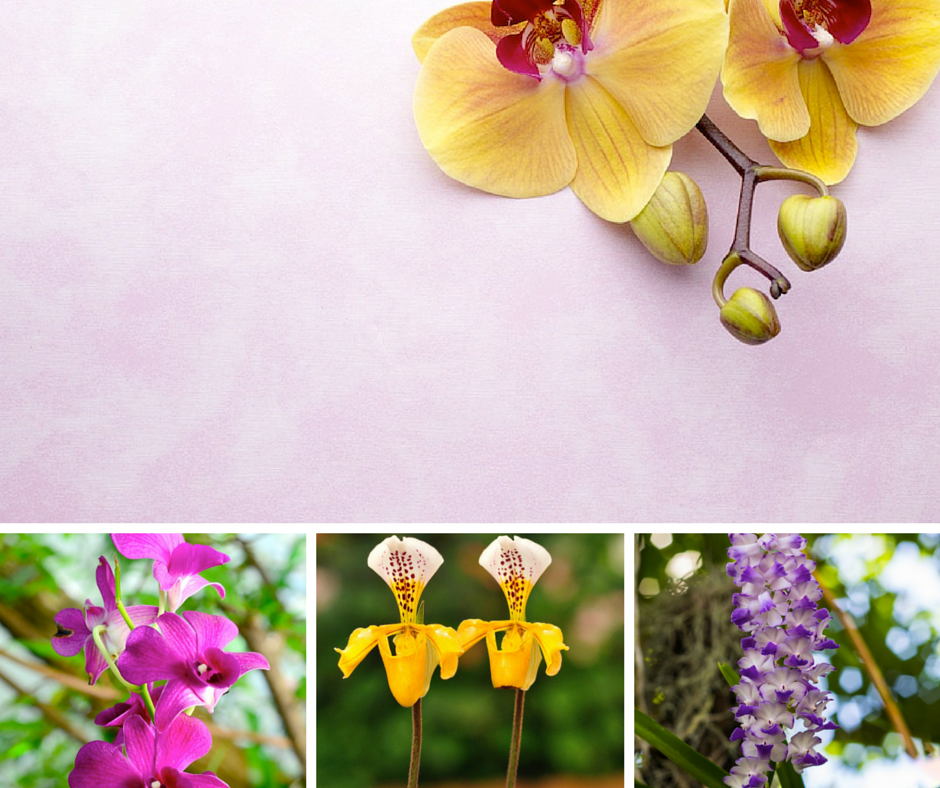 mixed Hawaiian orchids