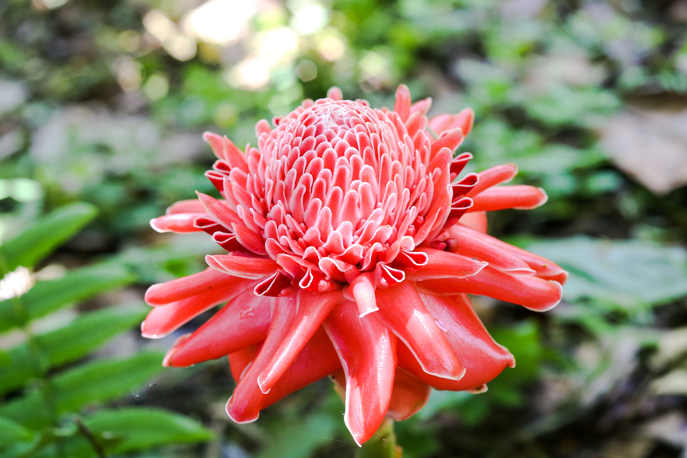 hawaiian torch ginger flower in bloom close up