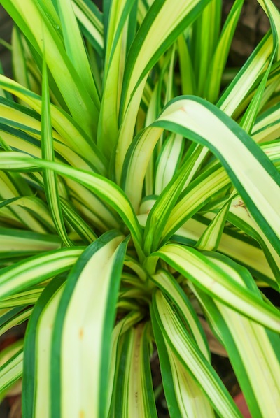 pandanus hala leaf