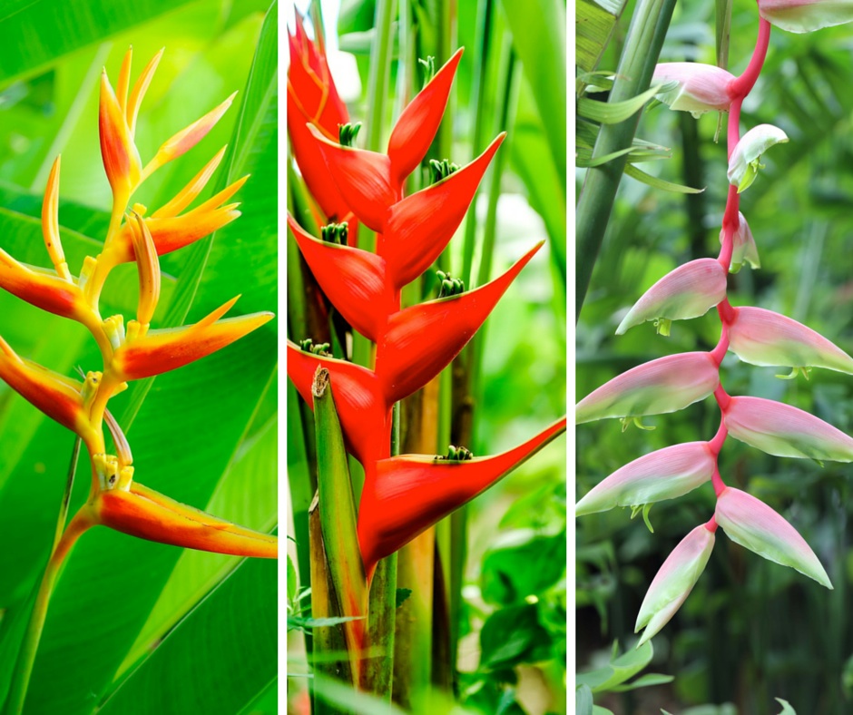 mixed.heliconia.flowers