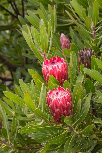 Maui mink protea flowers