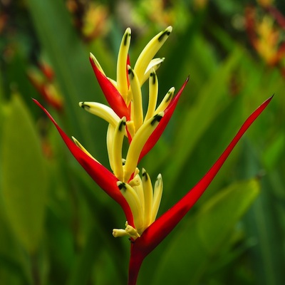 ryzo heliconia flower