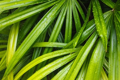 raphis palm decorative tropical foliage