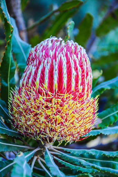 weird Hawaiian flower seen on Maui