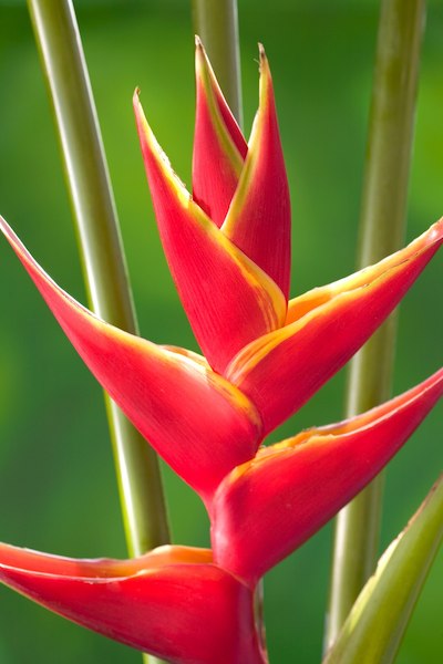 heliconia upright bloom in red
