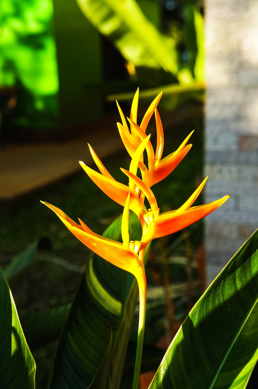 yellow heliconia tropic fleur