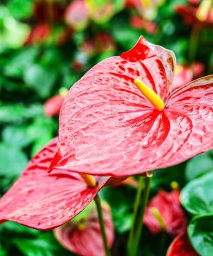 Hawaiian flower care