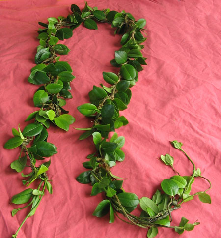 Hawaiian Royal Big Island Maile Lei