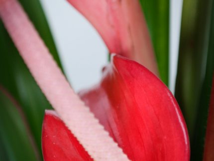 Anthurium Lady Jane