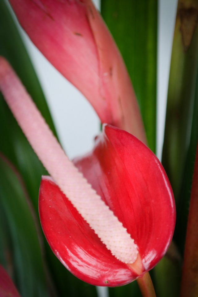 Anthurium Lady Jane