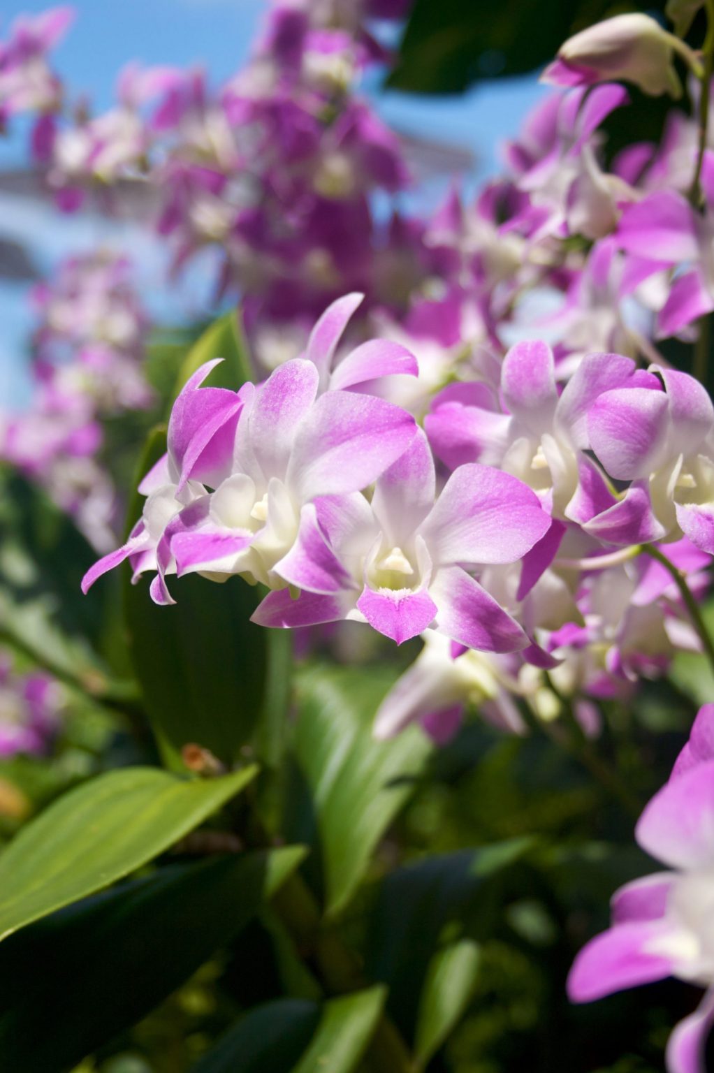 Blooming Hawaiian Orchids of the Month Club orchids each month