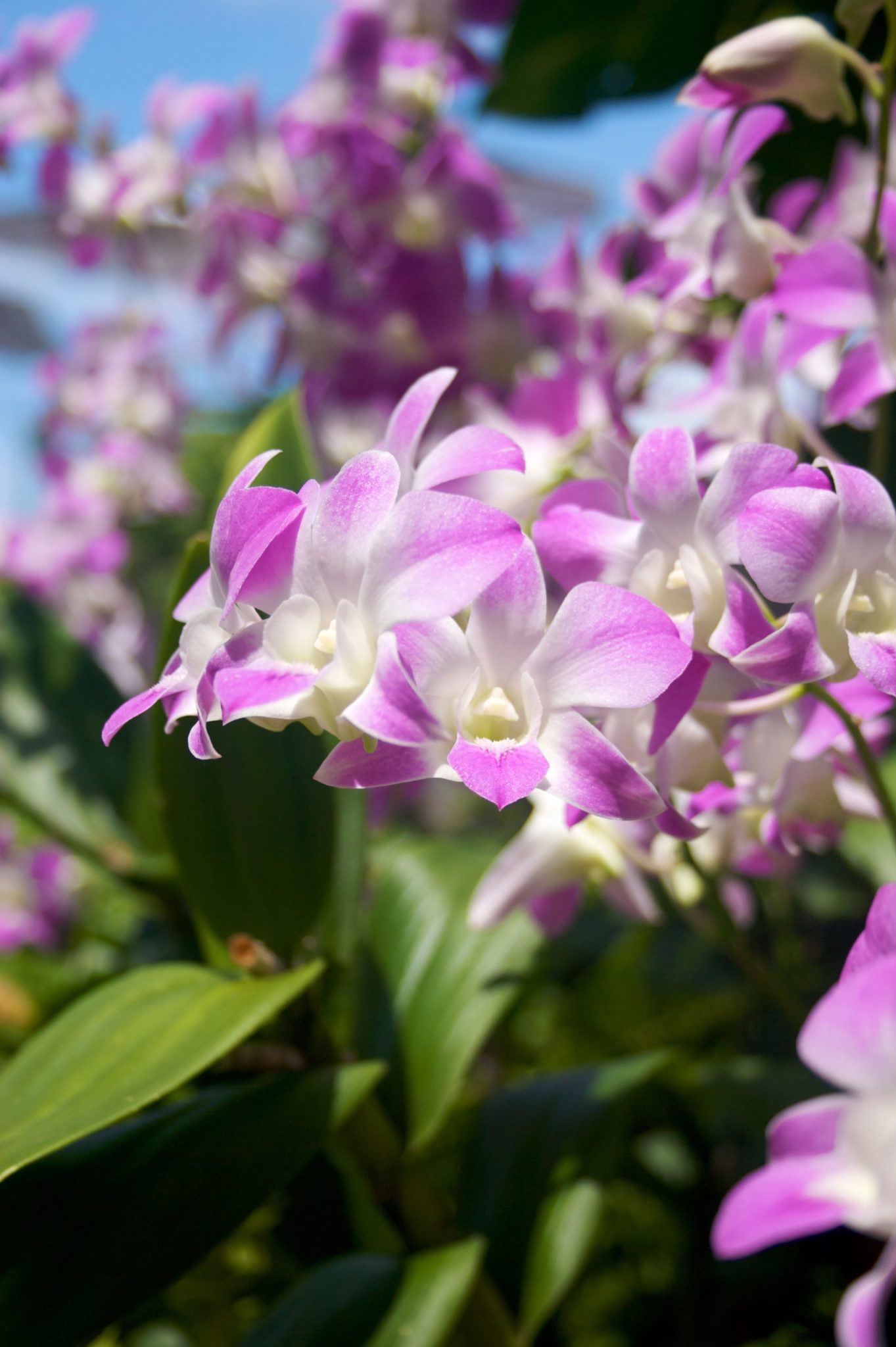 Blooming Hawaiian Orchids of the Month Club orchids each month
