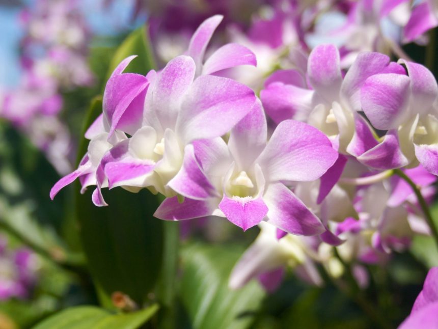 Blooming Orchids of the Month fresh from Hawaii
