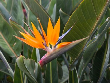 bird of paradise flower in bloom