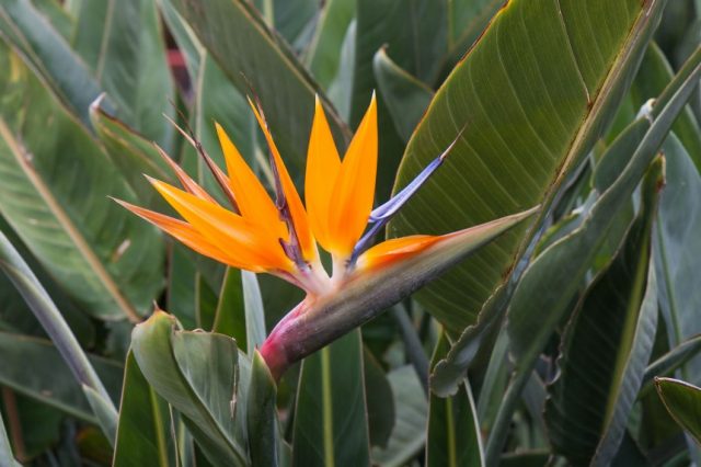 bird of paradise flower in bloom