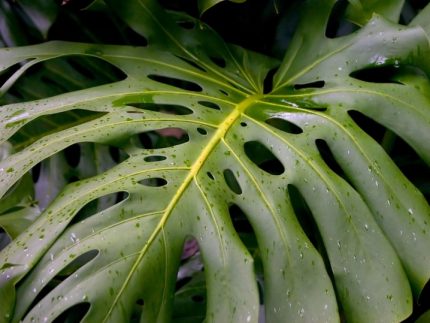 monstera leaves