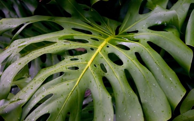 monstera leaves