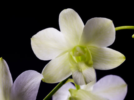 Hawaiian orchid blossom