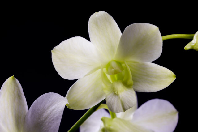 Hawaiian orchid blossom