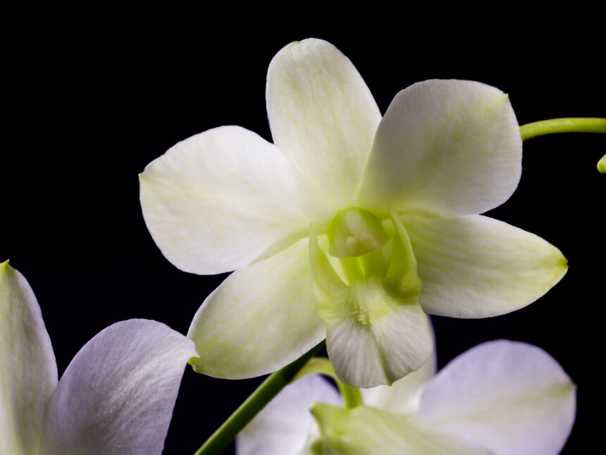 Blooming Orchids of the Month With Our Aloha