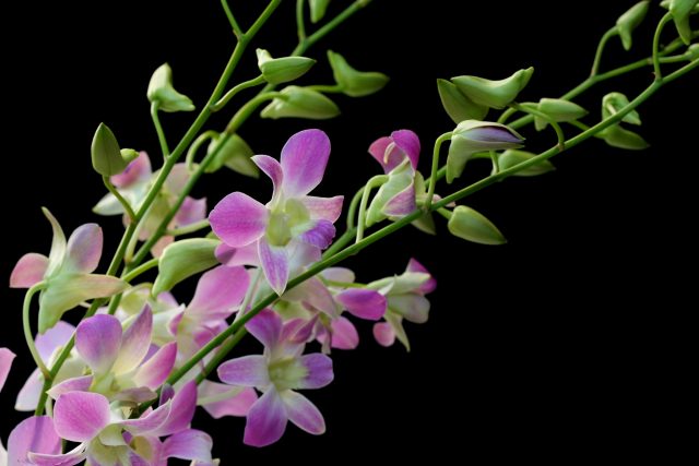 orchid sprays lavender