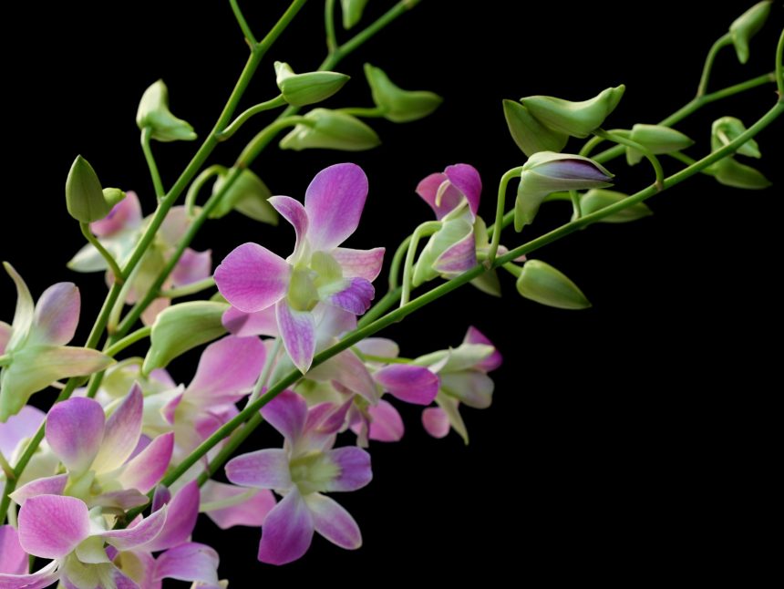 Loose Orchid Blossoms Lots of 100 With Our Aloha