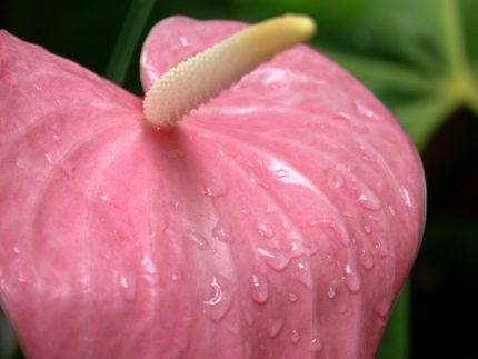 hawaiian.pink.flower
