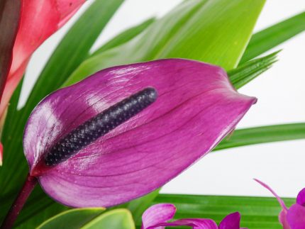 purple hawaiian flower