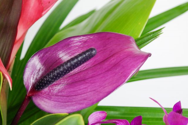 purple hawaiian flower