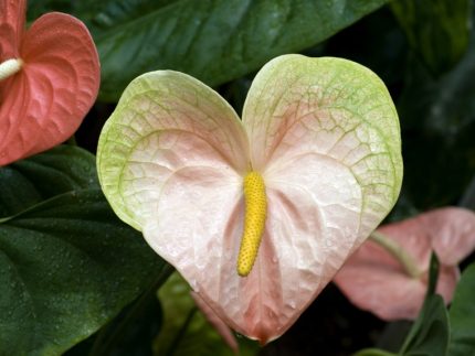 exotic.anthurium