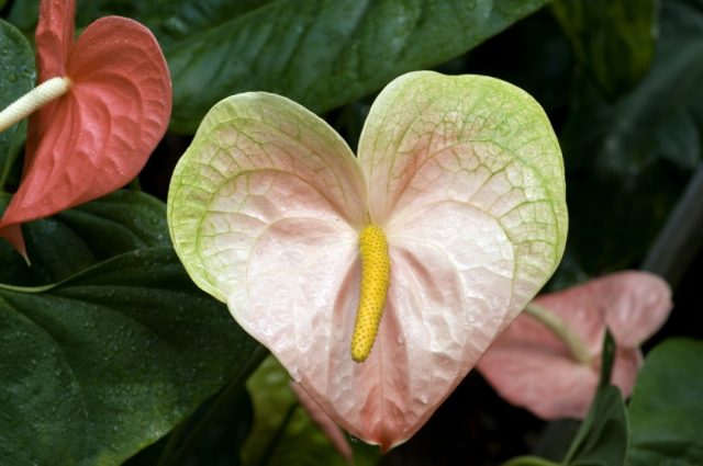 exotic.anthurium