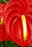 red.anthurium.bloom