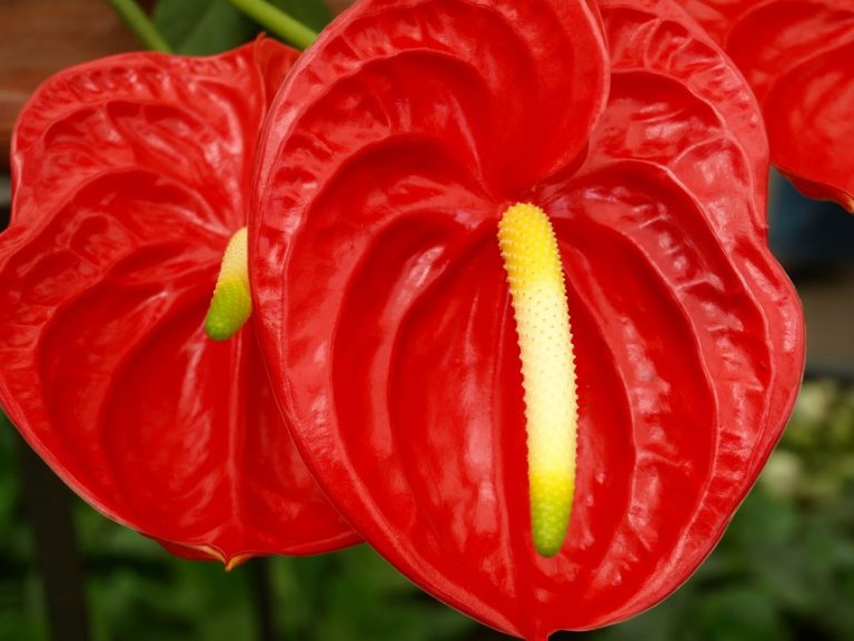 Red Anthurium Stems - With Our Aloha