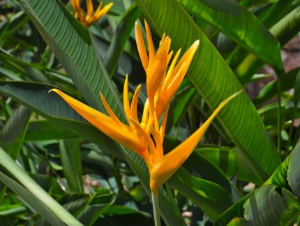 heliconia.tropic.fleur.yellow