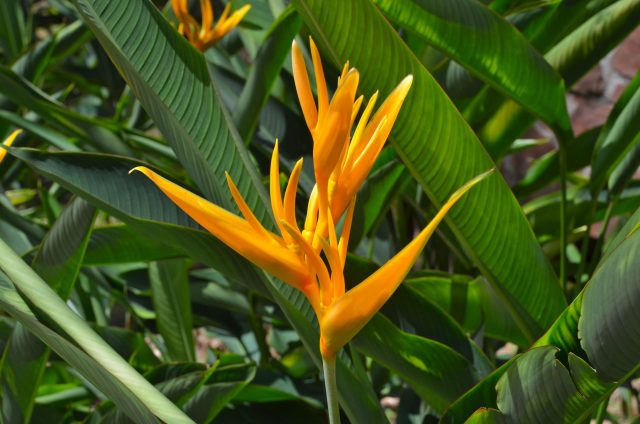 heliconia.tropic.fleur.yellow