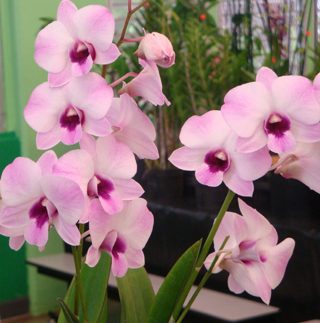 hawaiian dendrobium orchids pink blush