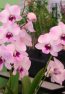 hawaiian dendrobium orchids pink blush