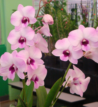 hawaiian dendrobium orchids pink blush