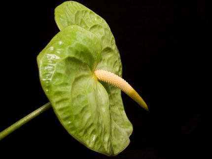 midori anthurium medium green