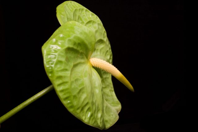 midori anthurium medium green