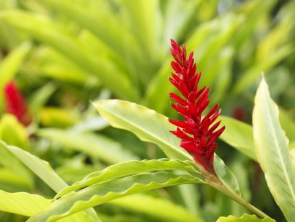hawaiian ginger flower red
