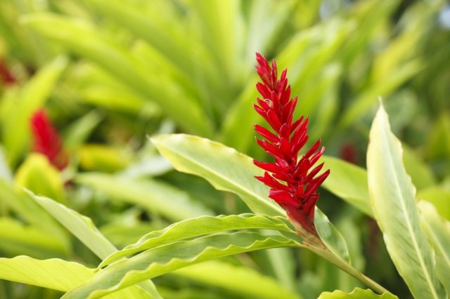 hawaiian ginger flower red