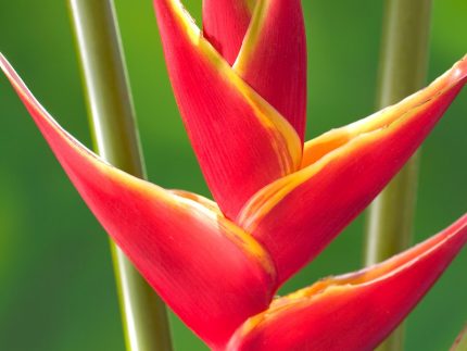 upright lobster claw heliconia