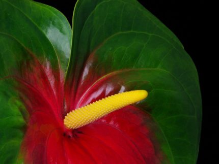 obake anthurium red and green